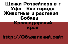 Щенки Ротвейлера в г.Уфа - Все города Животные и растения » Собаки   . Краснодарский край